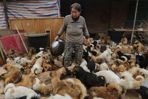 Mujeres chinas alimentan diario a mil 300 perros