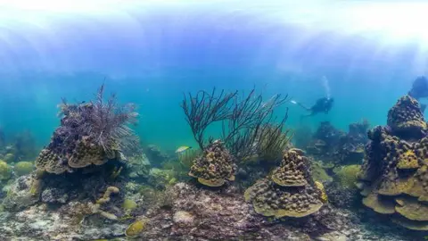 'Street View' de Google llega al fondo del mar