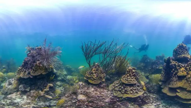 'Street View' de Google llega al fondo del mar