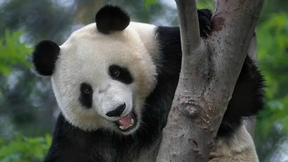 Panda finge embarazo para comer más