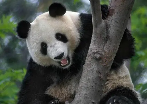 Panda finge embarazo para comer más