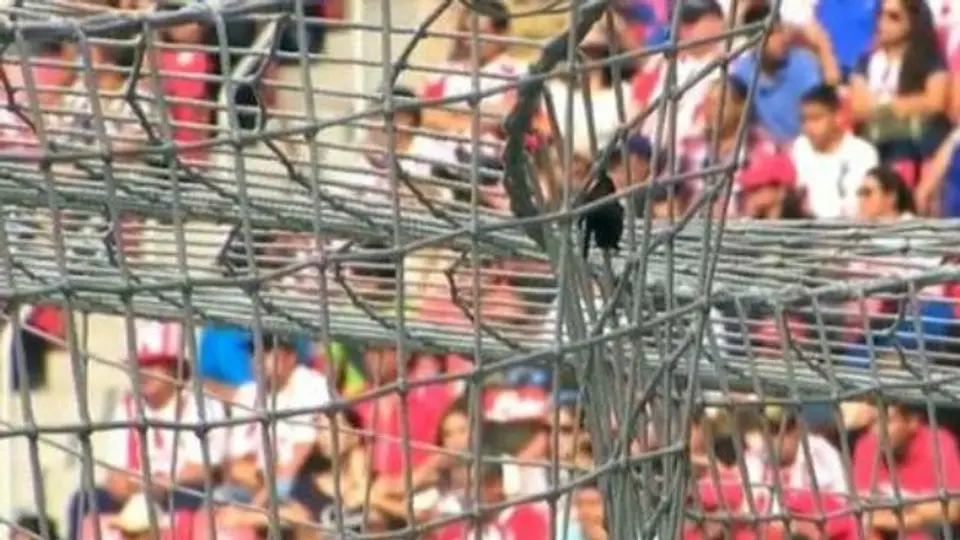 Murciélago resguardaba portería de Chivas
