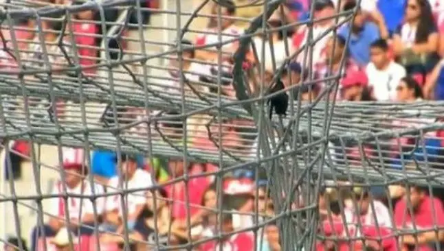 Murciélago resguardaba portería de Chivas