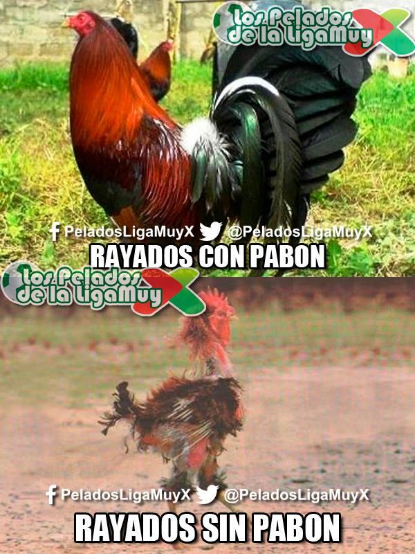 FOTO: FOTO: ESPECIAL