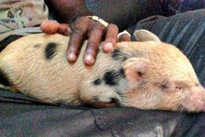 Cerdita de Balotelli tiene negada la entrada a Inglaterra