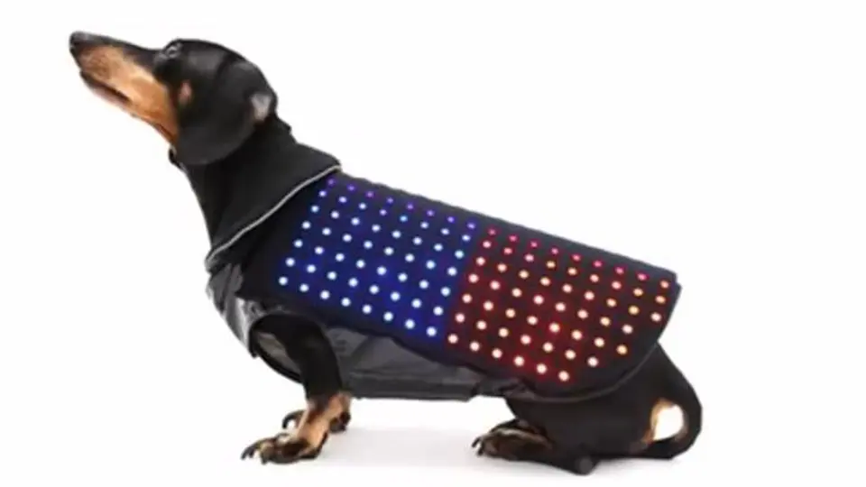 Disco Dog, el chaleco para no perder a tu perro