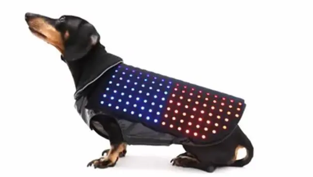 Disco Dog, el chaleco para no perder a tu perro