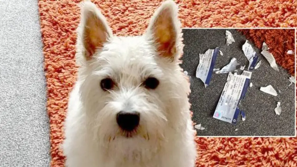 Mascota acaba con boletos para un Chelsea-Manchester United