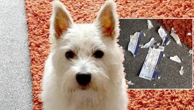 Mascota acaba con boletos para un Chelsea-Manchester United
