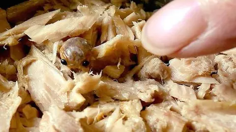 Encuentran extraña criatura dentro de lata de atún