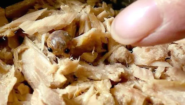 Encuentran extraña criatura dentro de lata de atún