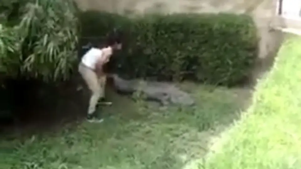 Joven de Monterrey molesta a un cocodrilo en el zoológico