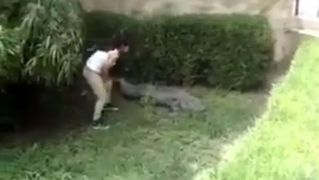 Joven de Monterrey molesta a un cocodrilo en el zoológico