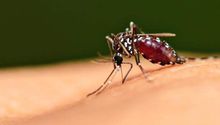 Malaria podrá ser detectada vía oral