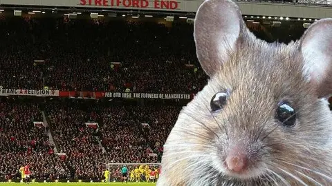 Plaga de ratones invade Old Trafford
