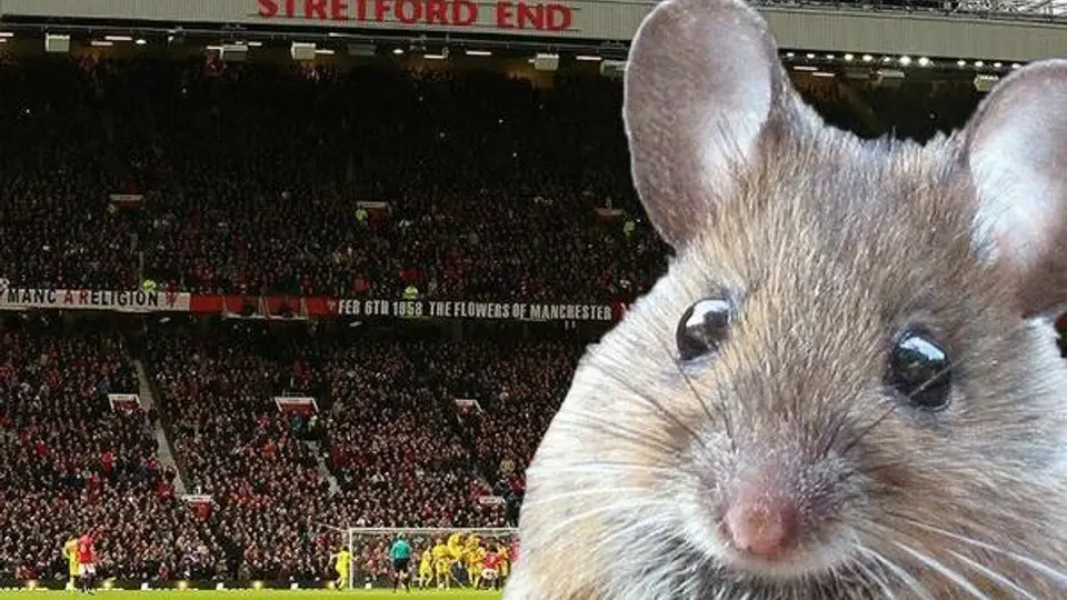 Plaga de ratones invade Old Trafford