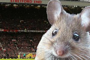 Plaga de ratones invade Old Trafford