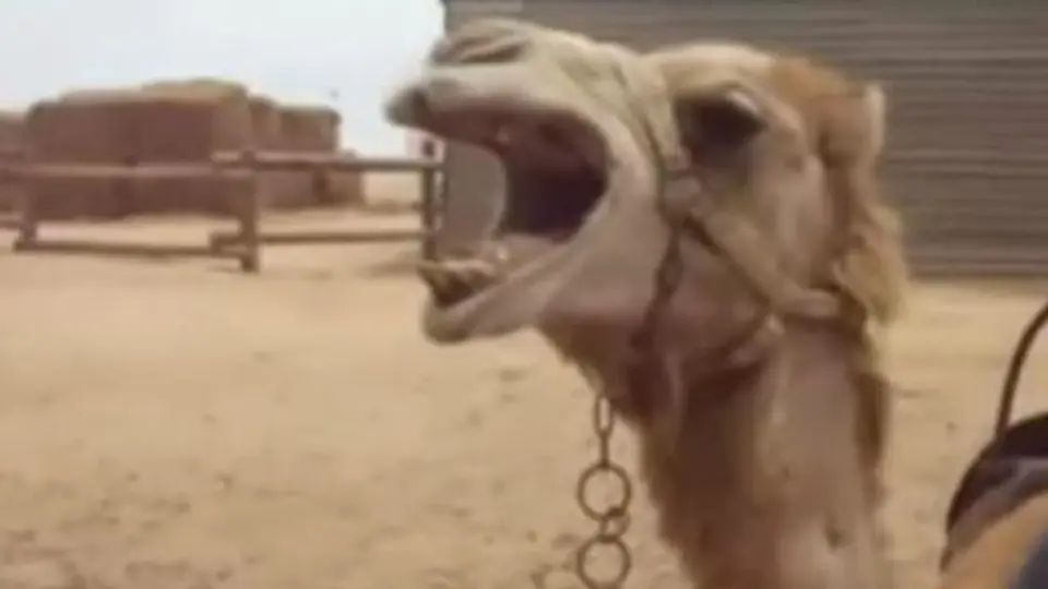 Animales se ponen 'metaleros'