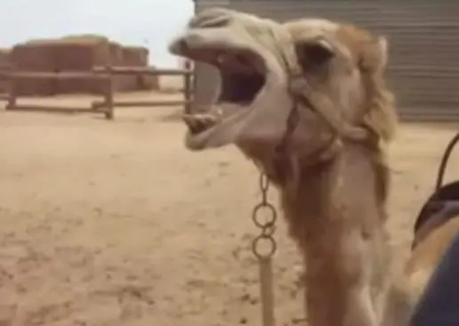 Animales se ponen 'metaleros'