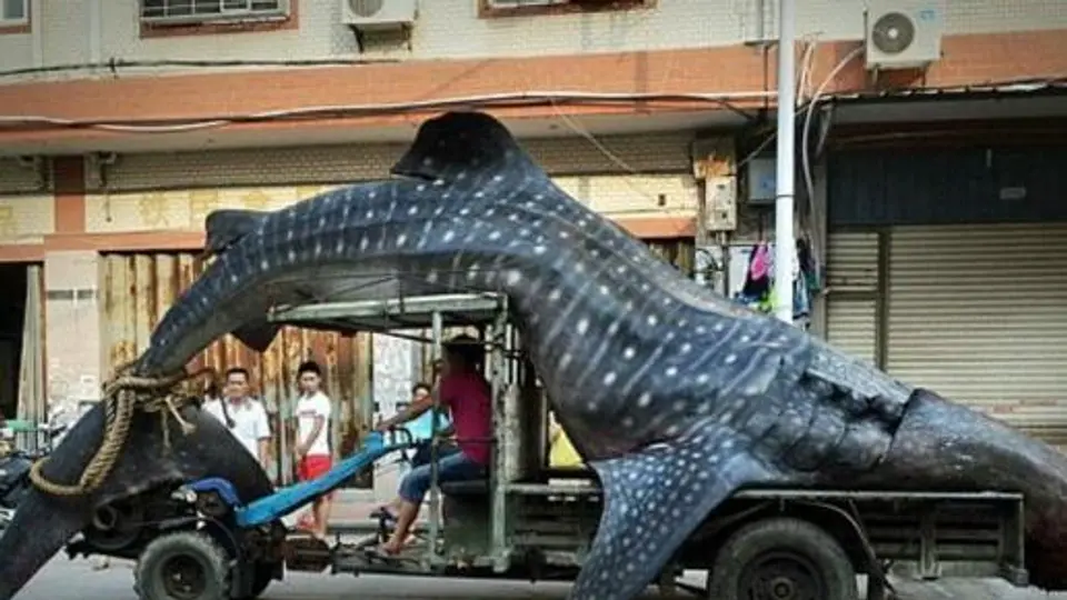 Tiburón ballena gigante es atrapado en China