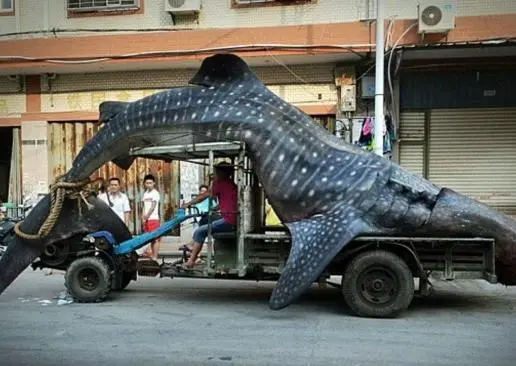 Tiburón ballena gigante es atrapado en China