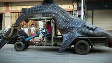 Tiburón ballena gigante es atrapado en China