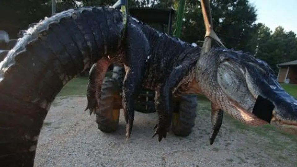 Cocodrilo gigante es capturado en Alabama