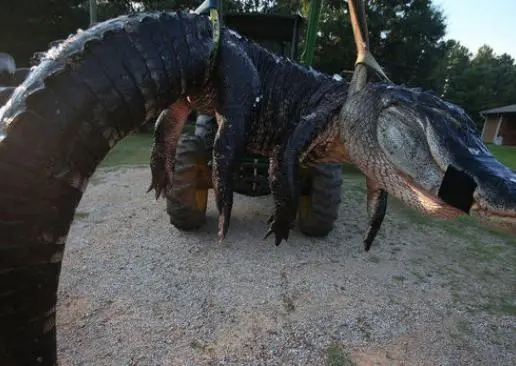 Cocodrilo gigante es capturado en Alabama