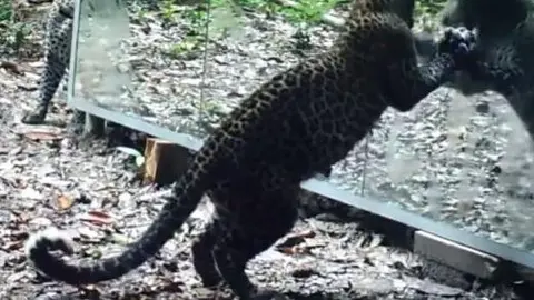 Checa cómo reaccionan los animales salvajes ante un espejo