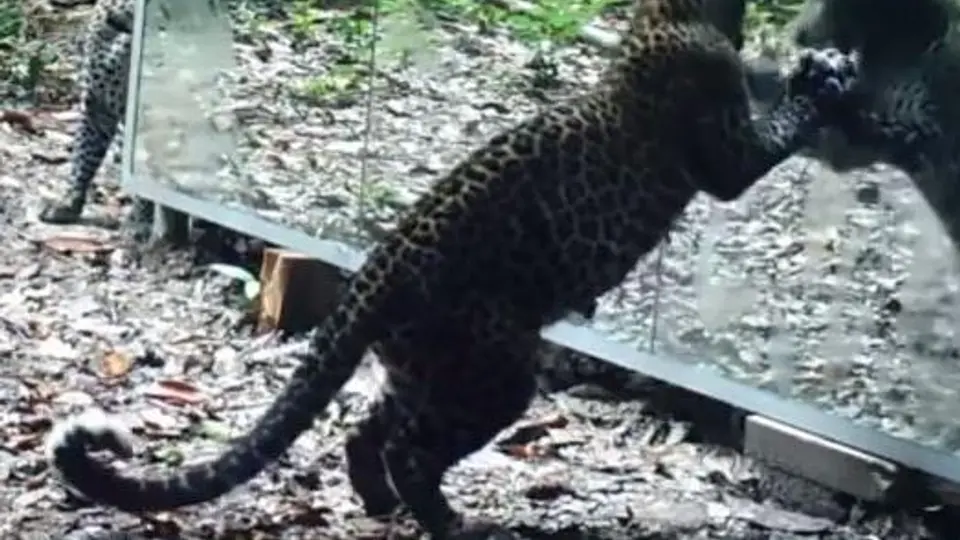 Checa cómo reaccionan los animales salvajes ante un espejo