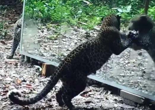 Checa cómo reaccionan los animales salvajes ante un espejo