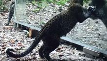 Checa cómo reaccionan los animales salvajes ante un espejo