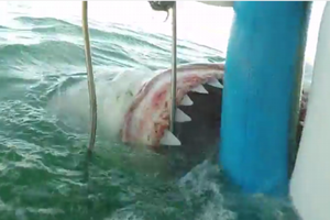 Mujer graba ataque de tiburón durante una inmersión