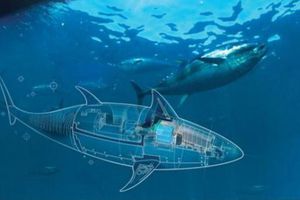 Marina de EU crea un 'atún dron' como espía