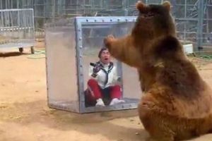 Japoneses se meten a cubo y son atacados por oso