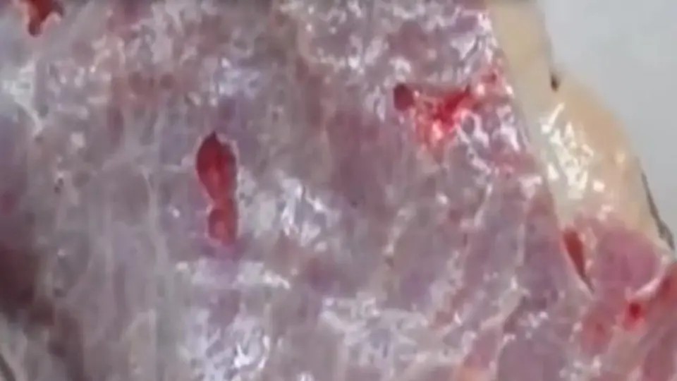 Un trozo de carne que 'tiene vida'