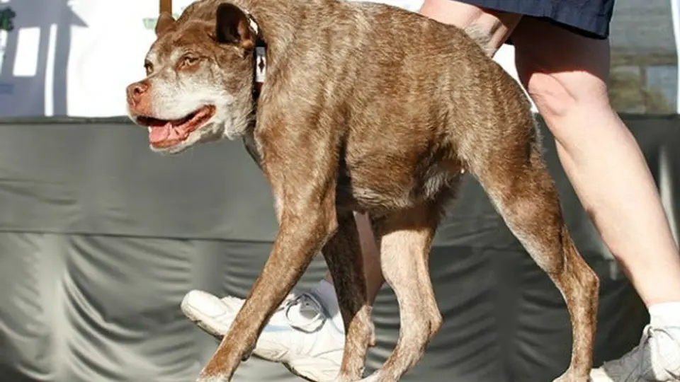 'Quasi Modo' gana el trofeo del 'Perro más feo del mundo'