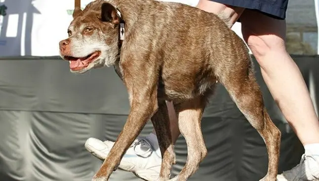 'Quasi Modo' gana el trofeo del 'Perro más feo del mundo'