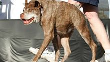 'Quasi Modo' gana el trofeo del 'Perro más feo del mundo'