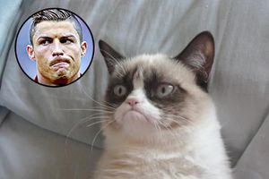 'Grumpy Cat' ha generado más dinero que CR7 en dos años