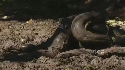 Falla al intentar ser engullido por una Anaconda