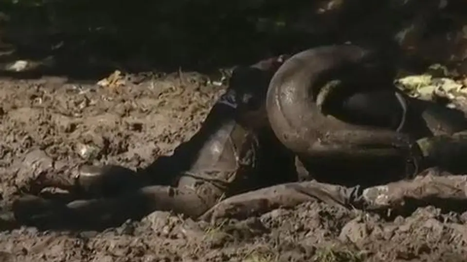 Falla al intentar ser engullido por una Anaconda