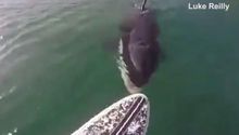 Orca intenta morder la tabla de un surfista