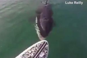 Orca intenta morder la tabla de un surfista