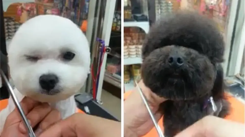 Cortes para perro en forma geométrica, la nueva moda en Taiwan
