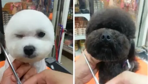 Cortes para perro en forma geométrica, la nueva moda en Taiwan