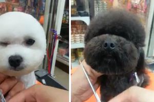 Cortes para perro en forma geométrica, la nueva moda en Taiwan