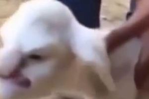 Nace un cordero con 'rostro' de hombre viejo y malhumorado