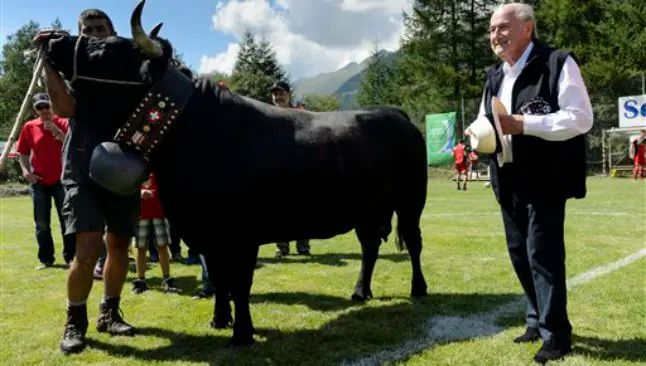 Blatter acepta una vaca de regalo en Suiza