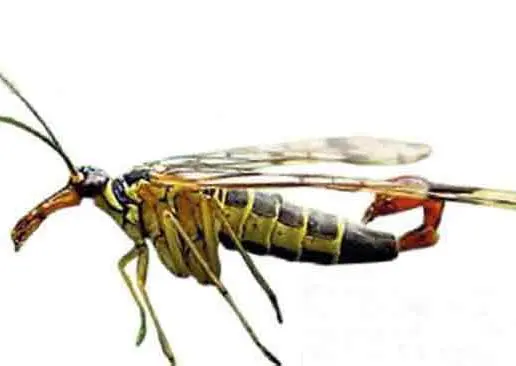 ¡Llega escorpión volador a México!
